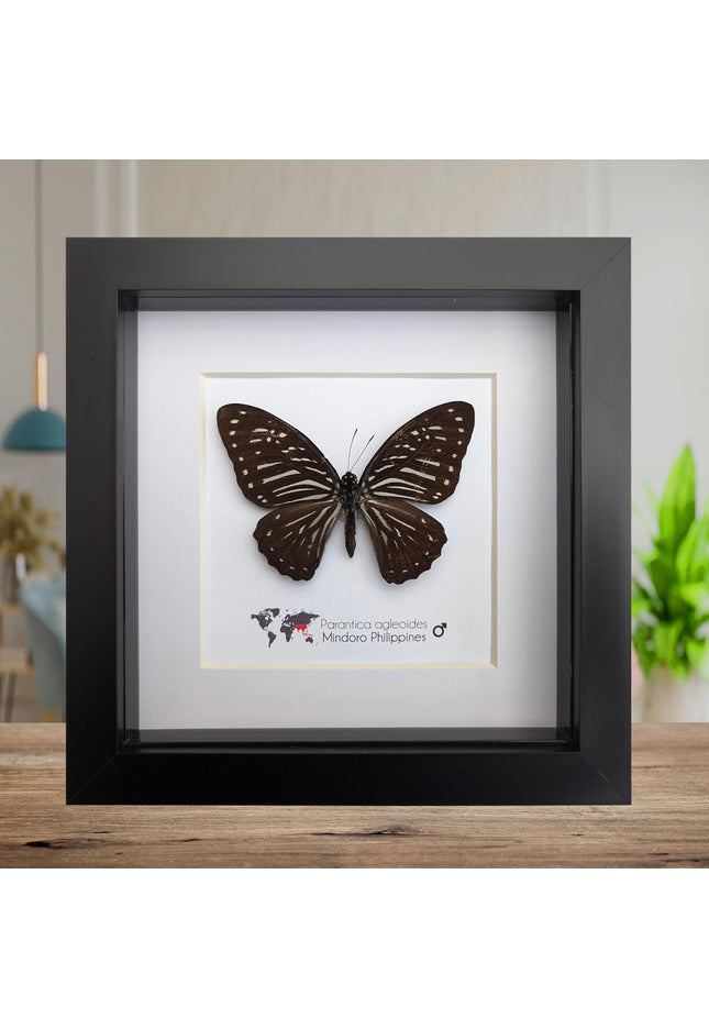 Framed Dark Glassy Tiger Butterfly, Taxidermy Entomology Gift