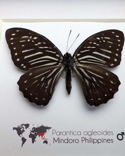 Framed Dark Glassy Tiger Butterfly, Taxidermy Entomology Gift