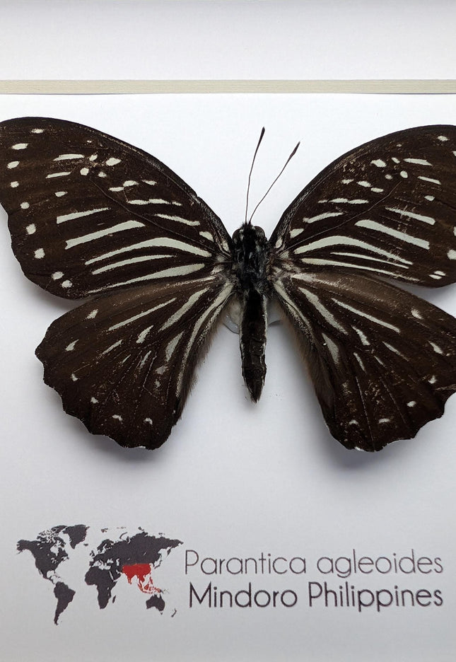 Framed Dark Glassy Tiger Butterfly, Taxidermy Entomology Gift