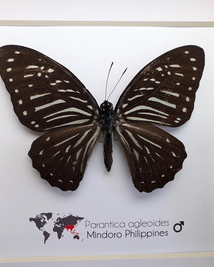 Framed Dark Glassy Tiger Butterfly, Taxidermy Entomology Gift