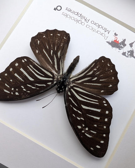 Framed Dark Glassy Tiger Butterfly, Taxidermy Entomology Gift