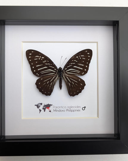 Framed Dark Glassy Tiger Butterfly, Taxidermy Entomology Gift