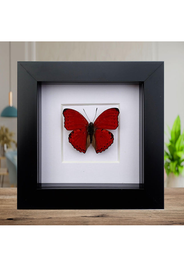 Framed Blood-Red Glider Butterfly Taxidermy, Entomology Wall Art