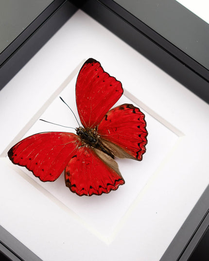 Framed Blood-Red Glider Butterfly Taxidermy, Entomology Wall Art