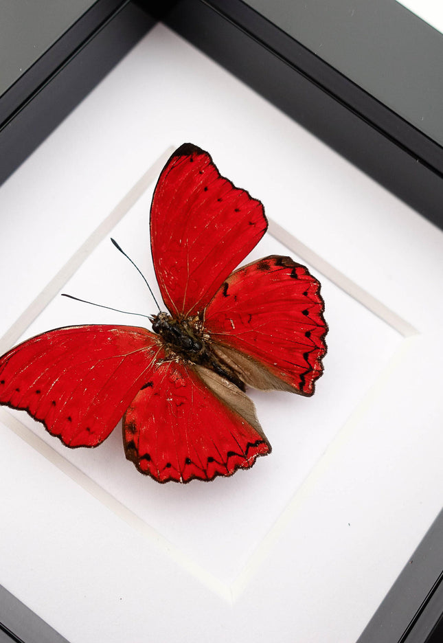 Framed Blood-Red Glider Butterfly Taxidermy, Entomology Wall Art
