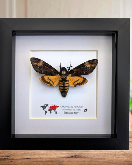 Framed african death's-head hawkmoth: skull pattern moth, 6" frame