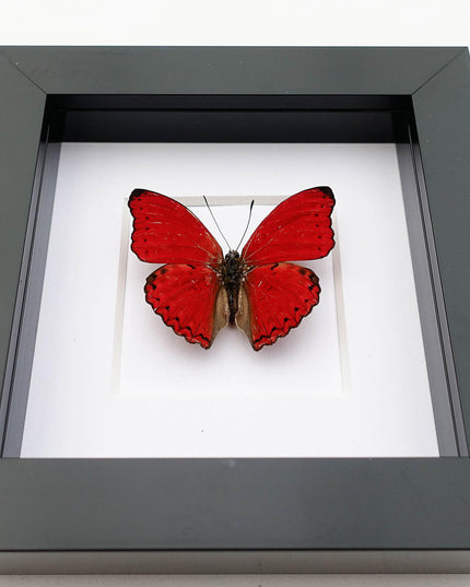 Framed Blood-Red Glider Butterfly Taxidermy, Entomology Wall Art