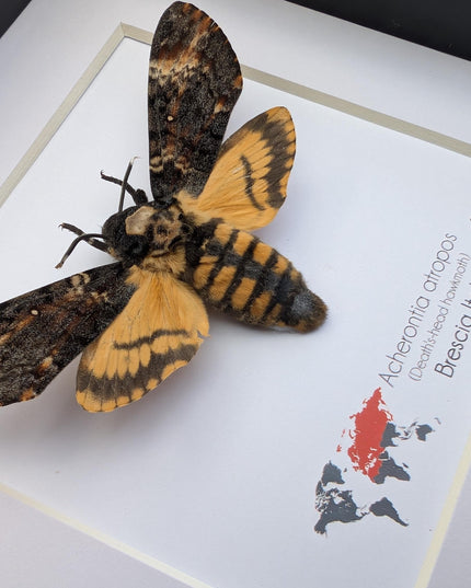 Framed african death's-head hawkmoth: skull pattern moth, 6" frame