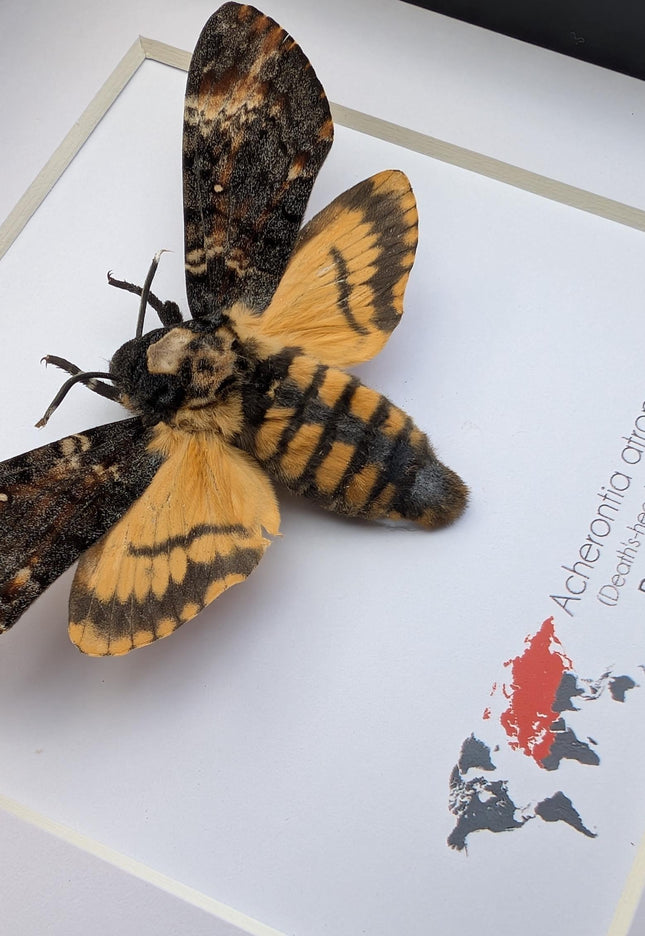 Framed african death's-head hawkmoth: skull pattern moth, 6" frame