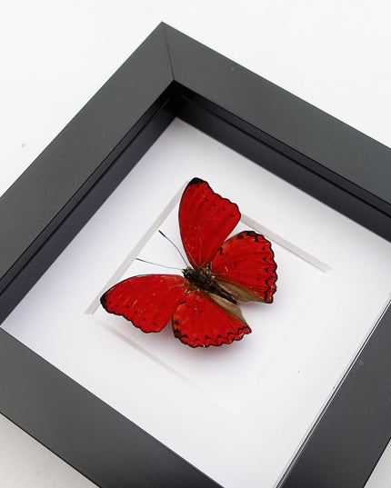Framed Blood-Red Glider Butterfly Taxidermy, Entomology Wall Art