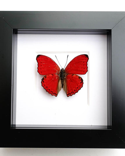 Framed Blood-Red Glider Butterfly Taxidermy, Entomology Wall Art