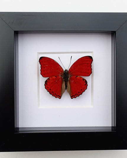 Framed Blood-Red Glider Butterfly Taxidermy, Entomology Wall Art