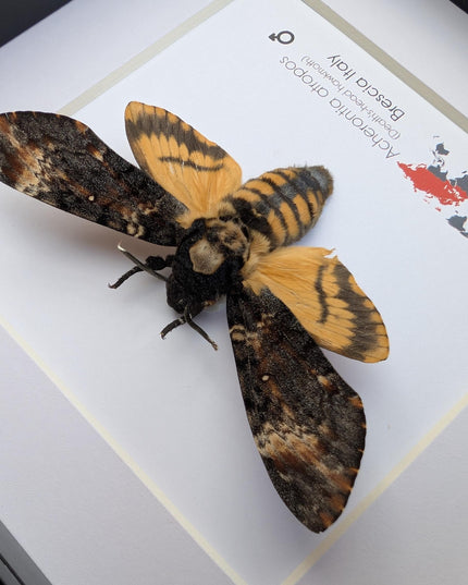 Framed african death's-head hawkmoth: skull pattern moth, 6" frame