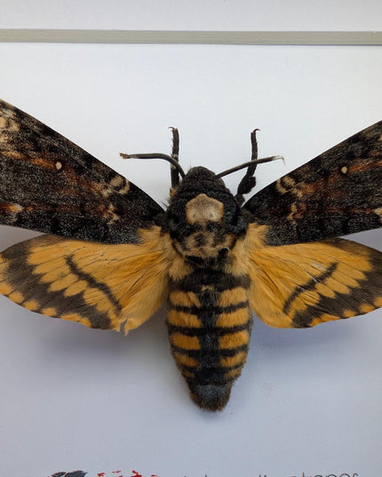 Framed african death's-head hawkmoth: skull pattern moth, 6" frame