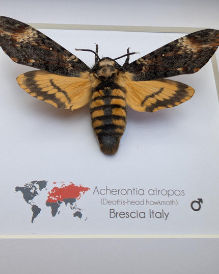 Framed african death's-head hawkmoth: skull pattern moth, 6" frame
