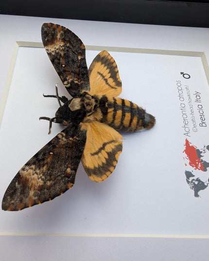 Framed african death's-head hawkmoth: skull pattern moth, 6" frame