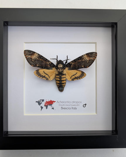 Framed african death's-head hawkmoth: skull pattern moth, 6" frame