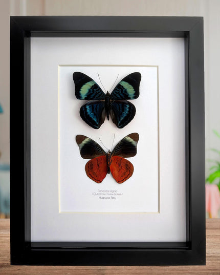 Framed queen flasher butterfly pair: peruvian entomology wall decor (8x10)