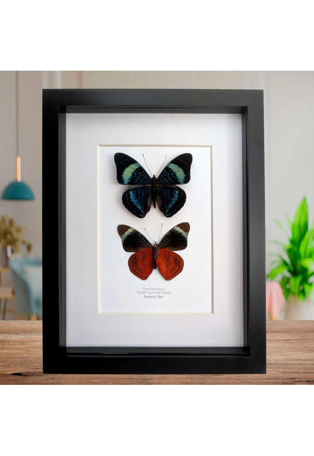 Framed queen flasher butterfly pair: peruvian entomology wall decor (8x10)