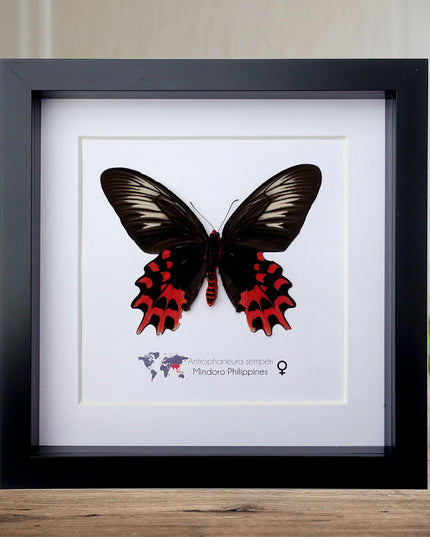 Framed Vampire Butterfly, Black and Red Entomology Wall Art