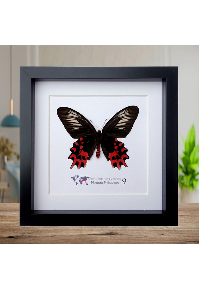 Framed Vampire Butterfly, Black and Red Entomology Wall Art