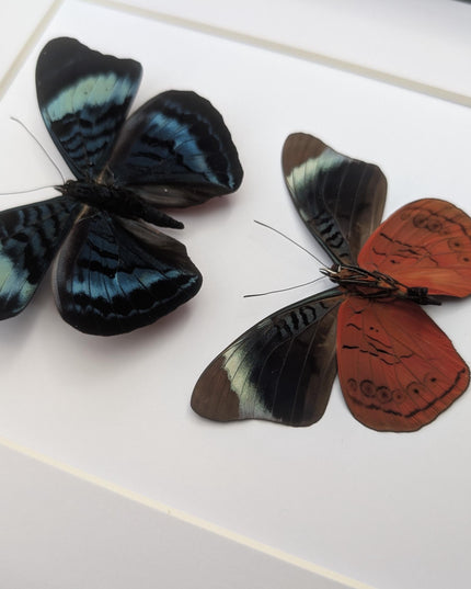 Framed queen flasher butterfly pair: peruvian entomology wall decor (8x10)
