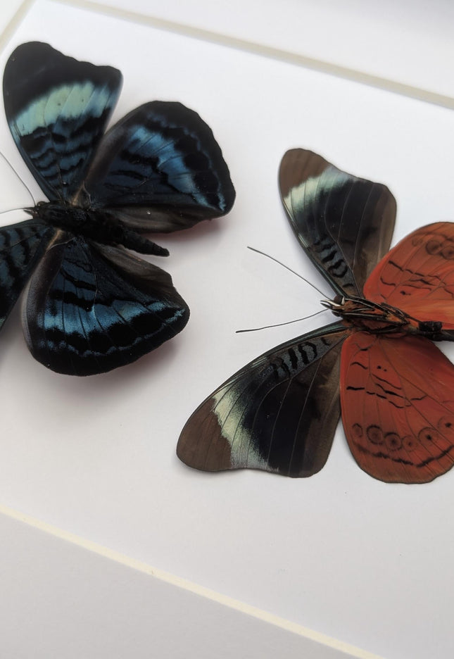 Framed queen flasher butterfly pair: peruvian entomology wall decor (8x10)
