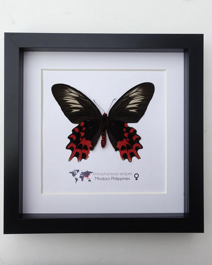 Framed Vampire Butterfly, Black and Red Entomology Wall Art