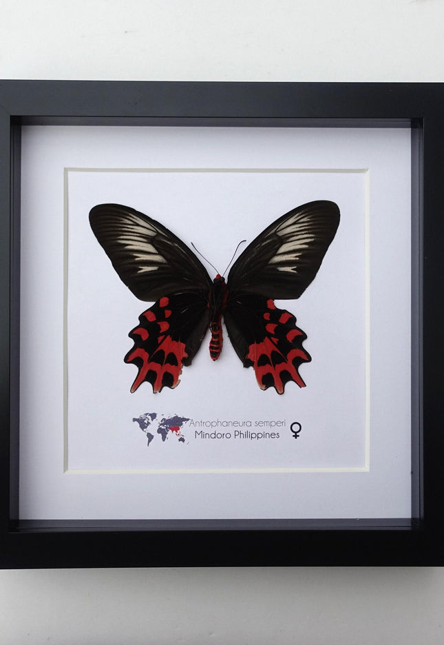 Framed Vampire Butterfly, Black and Red Entomology Wall Art