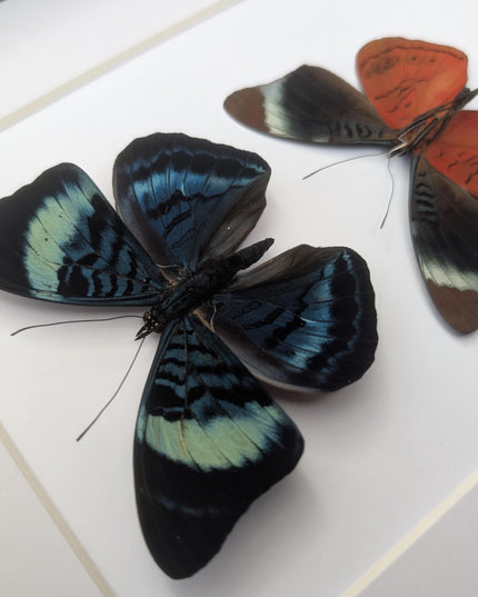 Framed queen flasher butterfly pair: peruvian entomology wall decor (8x10)