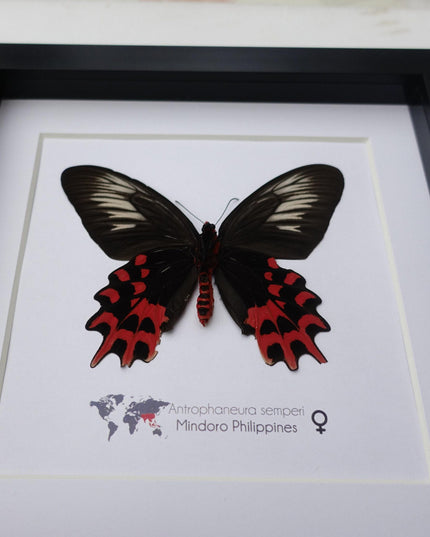 Framed Vampire Butterfly, Black and Red Entomology Wall Art