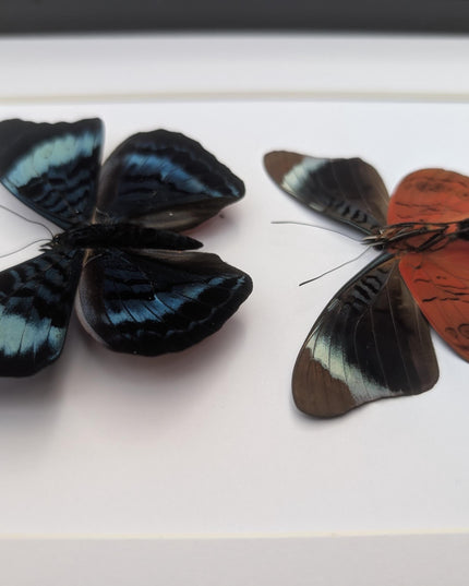 Framed queen flasher butterfly pair: peruvian entomology wall decor (8x10)