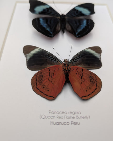 Framed queen flasher butterfly pair: peruvian entomology wall decor (8x10)