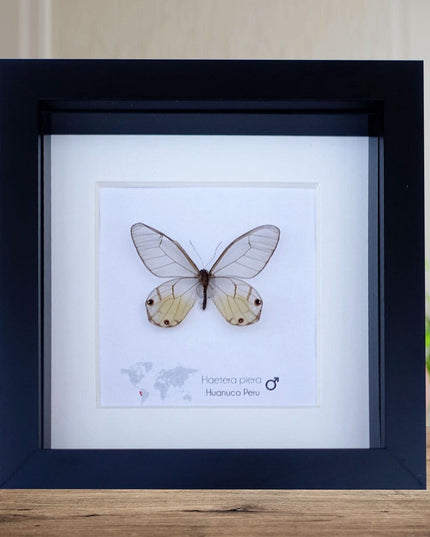 Framed Glasswing Butterfly Display - Real Insect Specimen - Black Frame Wall Art