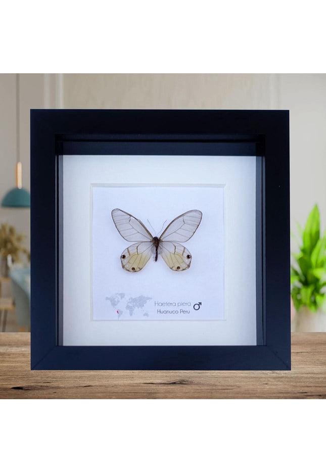 Framed Glasswing Butterfly Display - Real Insect Specimen - Black Frame Wall Art