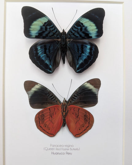 Framed queen flasher butterfly pair: peruvian entomology wall decor (8x10)