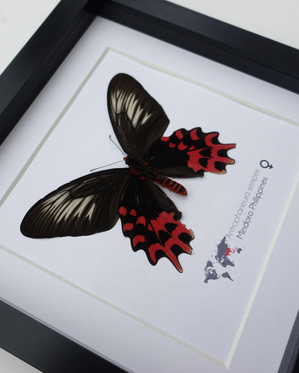 Framed Vampire Butterfly, Black and Red Entomology Wall Art