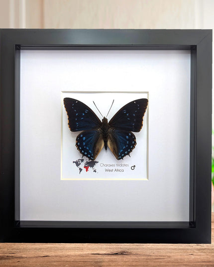 Framed blue emperor butterfly: charaxes tiridates from cameroon (8" x 8")