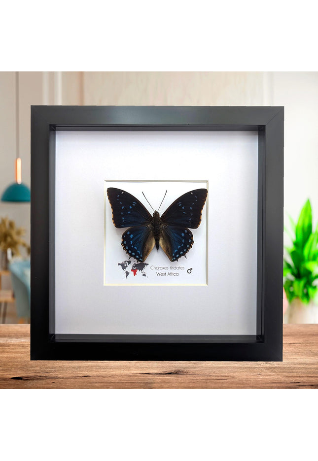 Framed blue emperor butterfly: charaxes tiridates from cameroon (8" x 8")