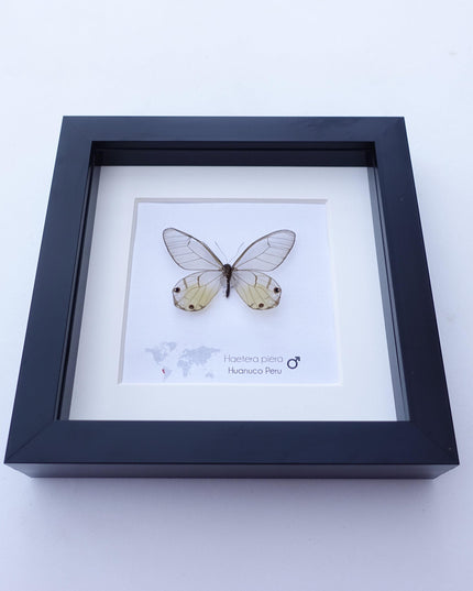 Framed Glasswing Butterfly Display - Real Insect Specimen - Black Frame Wall Art