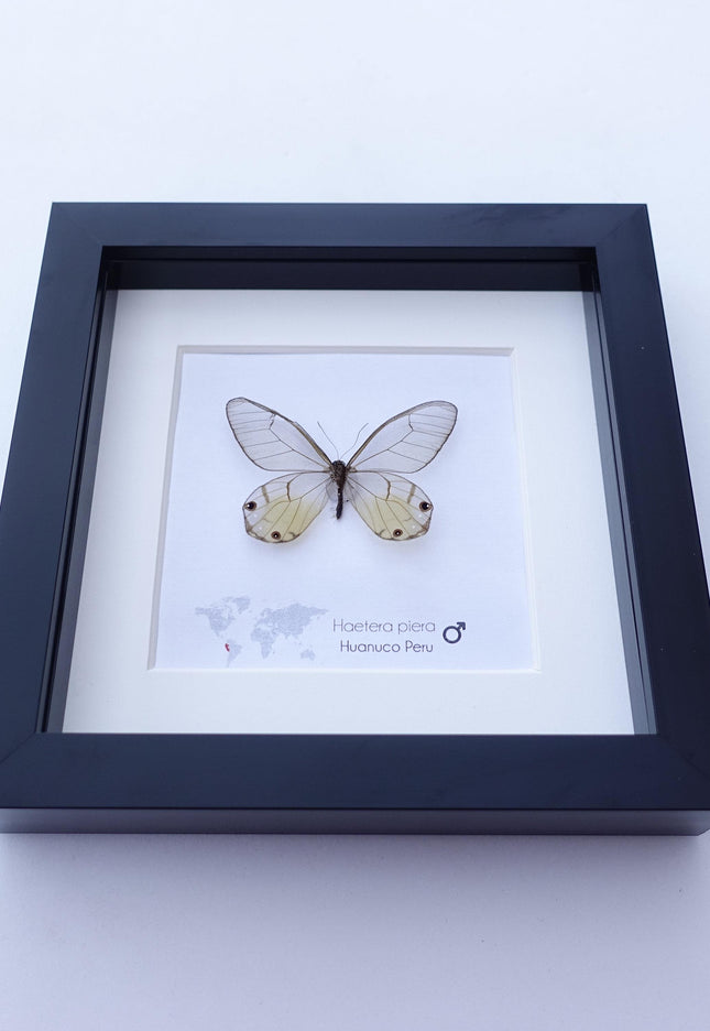 Framed Glasswing Butterfly Display - Real Insect Specimen - Black Frame Wall Art