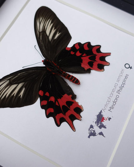 Framed Vampire Butterfly, Black and Red Entomology Wall Art