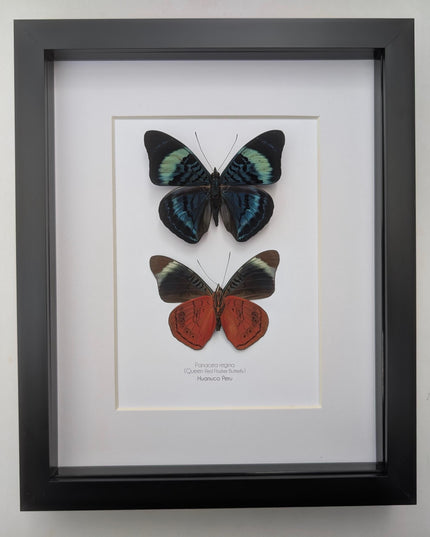 Framed queen flasher butterfly pair: peruvian entomology wall decor (8x10)