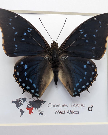 Framed blue emperor butterfly: charaxes tiridates from cameroon (8" x 8")