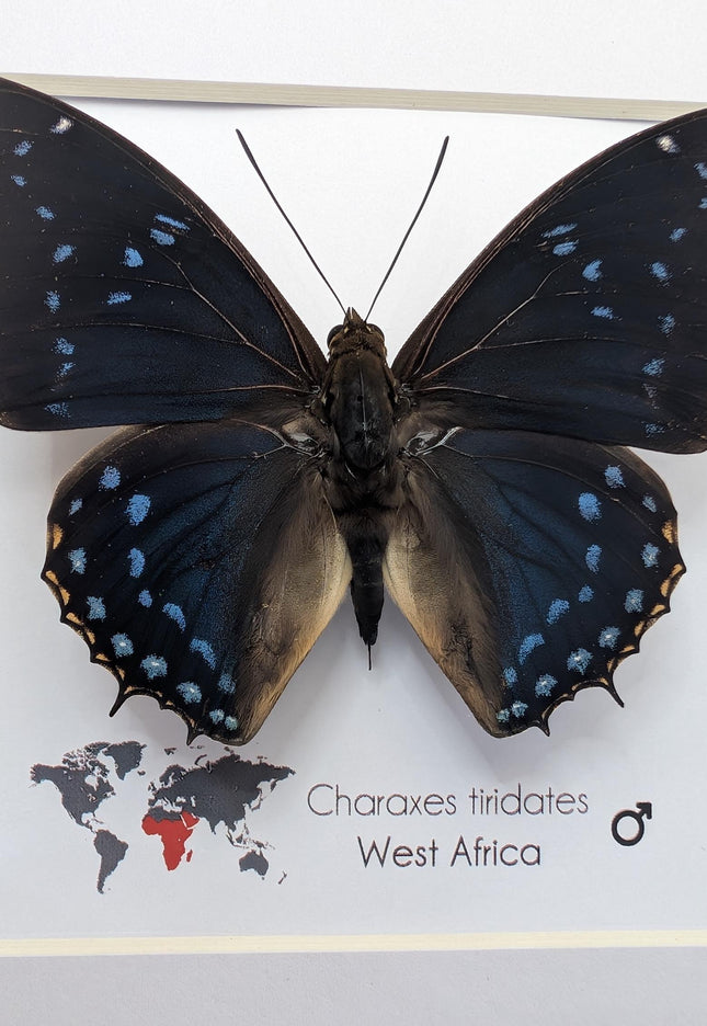 Framed blue emperor butterfly: charaxes tiridates from cameroon (8" x 8")
