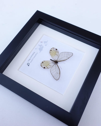 Framed Glasswing Butterfly Display - Real Insect Specimen - Black Frame Wall Art