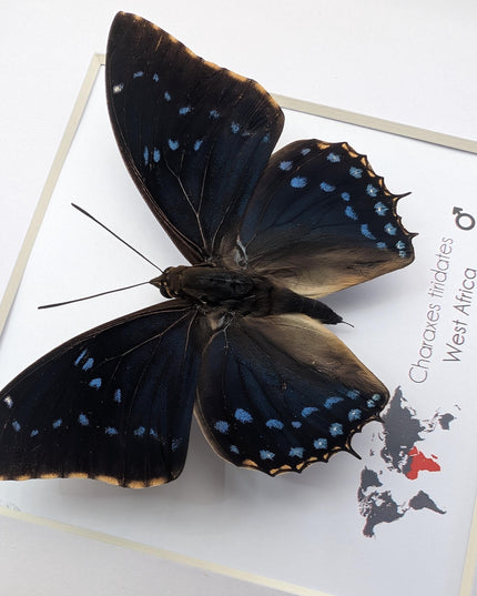 Framed blue emperor butterfly: charaxes tiridates from cameroon (8" x 8")