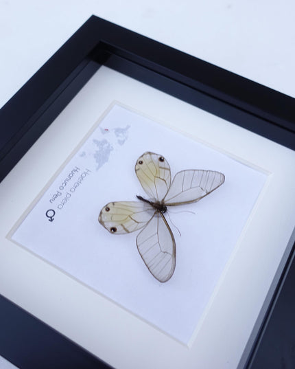 Framed Glasswing Butterfly Display - Real Insect Specimen - Black Frame Wall Art
