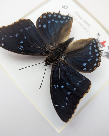 Framed blue emperor butterfly: charaxes tiridates from cameroon (8" x 8")
