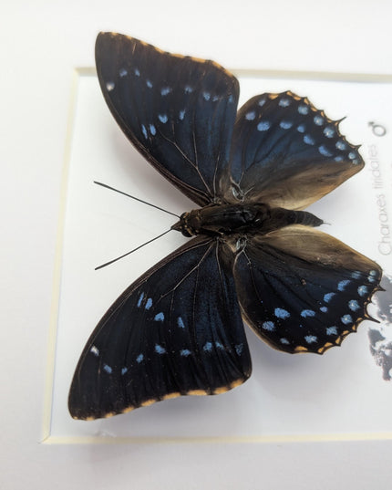 Framed blue emperor butterfly: charaxes tiridates from cameroon (8" x 8")